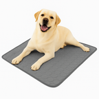 Dog lying on a gray mat with a white background